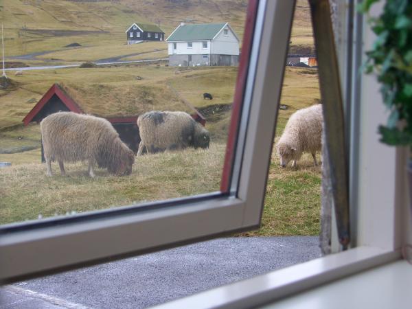 Schafe vorm Fenster